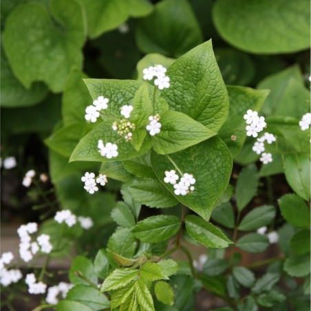 Brunnera Macrophylla Betty Bowring - Blanc