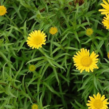 Buphthalmum Salicifolium
