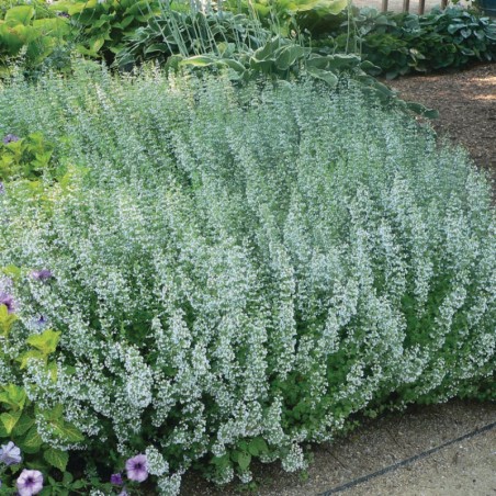 Calamintha Nepeta Ssp.Nepeta - Rose