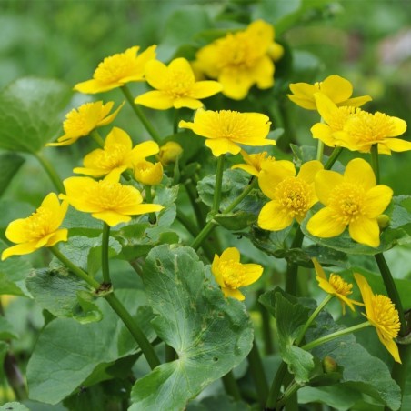 Caltha Palustris - Jaune