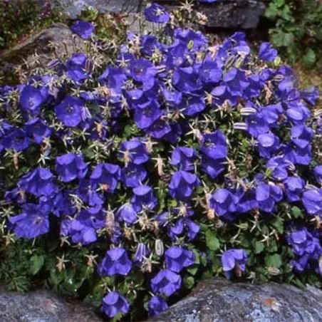 Campanula Carpatica Blaue Clips - Bleu