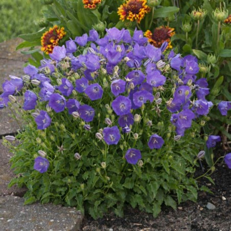 Campanula Carpatica Pearl Deep Blue - Bleu
