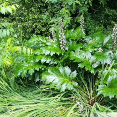 Acanthus Mollis - Blanc