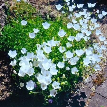 Campanula Carpatica Weisse Clips - Blanc