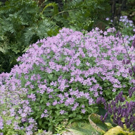 Campanula Lactiflora Loddon Anna - Rose