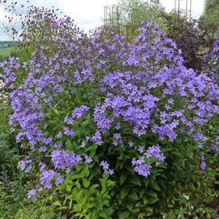 Campanula Lactiflora Prichard'S Variety - Bleu Violet