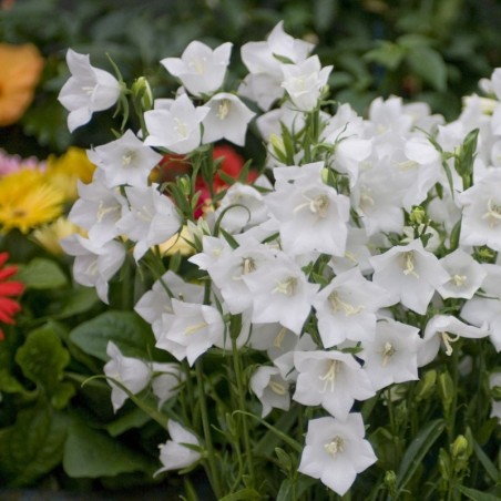 Campanula Persicifolia Alba - Blanc