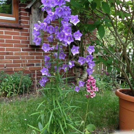 Campanula Persicifolia Coerulea - Violet