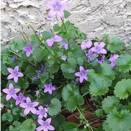 Campanula Portenschlagiana Muralis - Violet