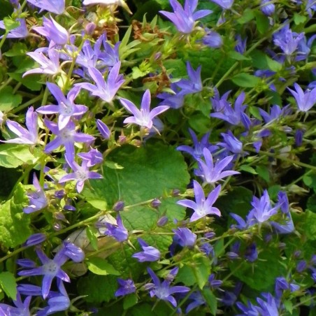 Campanula Poscharskyana - Bleu Violet