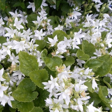 Campanula Poscharskyana E.H.Frost - Blanc