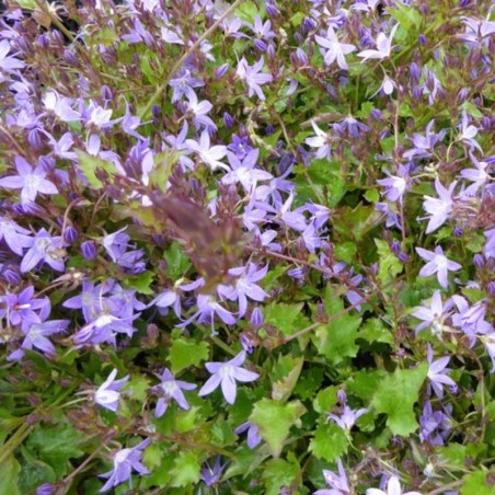 Campanula Poscharskyana Stella - Violet Clair