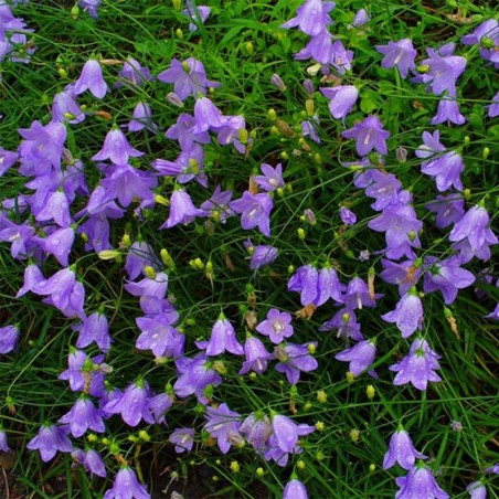 Campanula Rotundifolia - Bleu