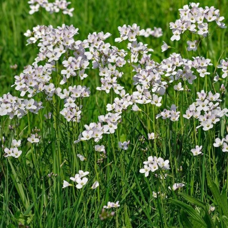 Cardamine Pratensis - Rose Clair