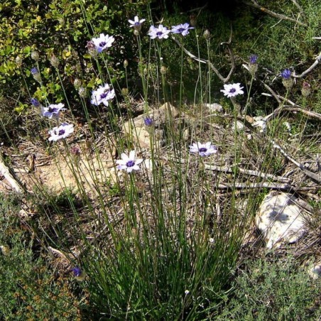 Catananche Caerulea Alba - Blanc