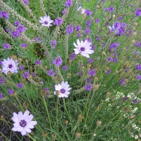 Catananche Caerulea Bleu - Bleu