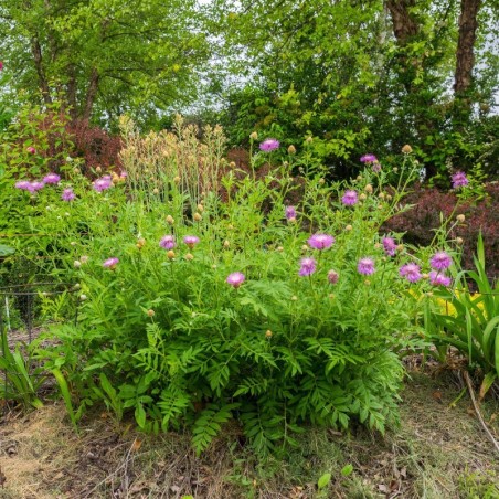 Centaurea Dealbata - Rose