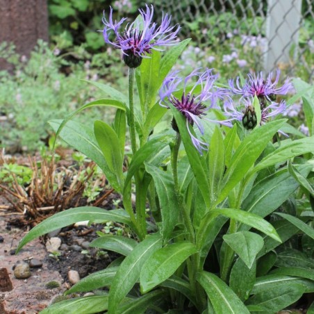 Centaurea Montana - Bleu Violet