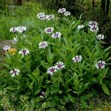 Centaurea Montana Amethyst In Snow - Blanc