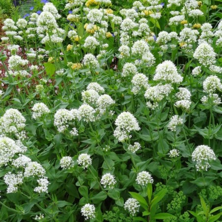 Centranthus Ruber Alba - Blanc