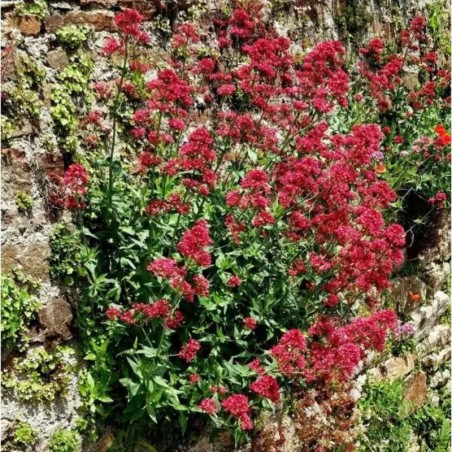 Centranthus Ruber Coccineus - Rouge