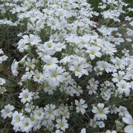 Cerastium Biebersteinii - Blanc