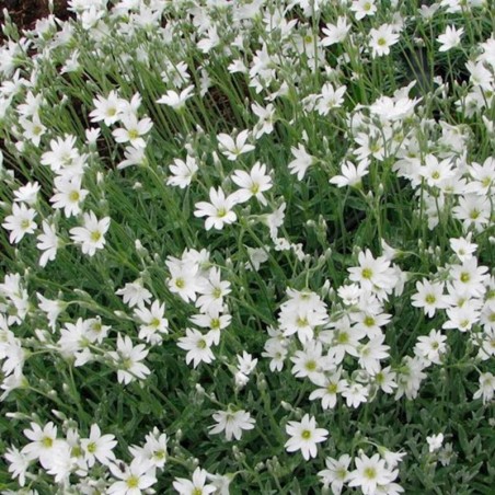 Cerastium Tomentosum - Blanc
