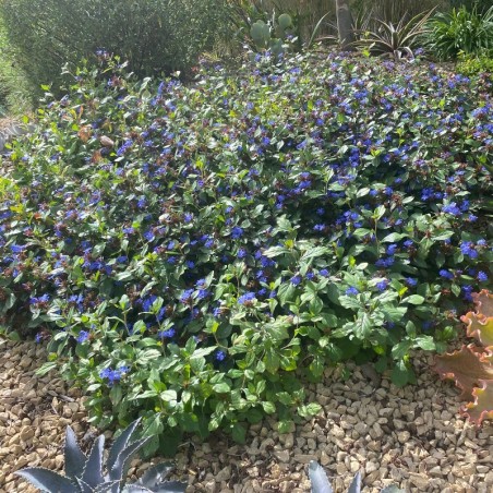 Ceratostigma Plumbaginoides - Bleu