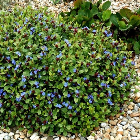 Ceratostigma Plumbaginoides - Bleu
