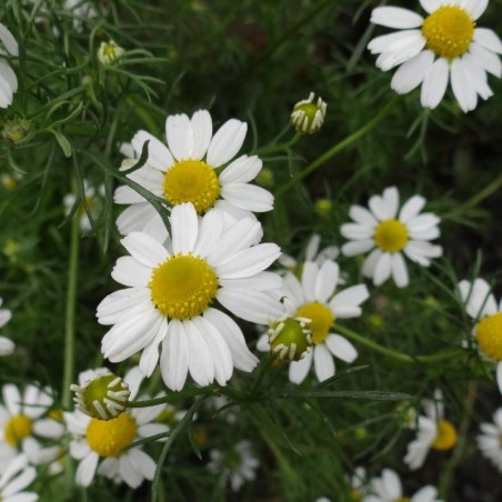 Chamaemelum Nobile - Blanc