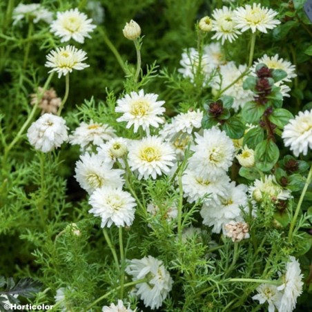 Chamaemelum Nobile Flore Pleno - Blanc