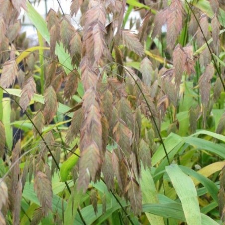 Chasmanthium Latifolum (Uniola)