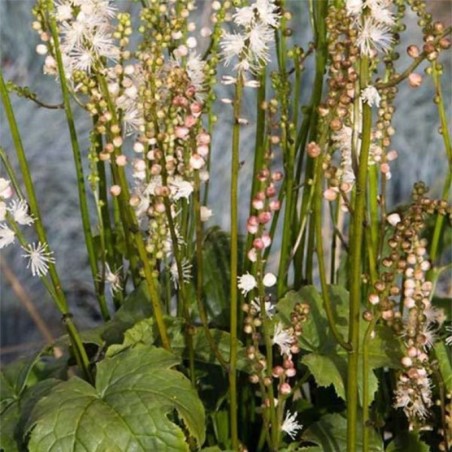 Cimicifuga Japonica Cheju-Do - Blanc