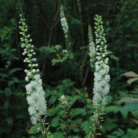 Cimicifuga Racemosa - Blanc