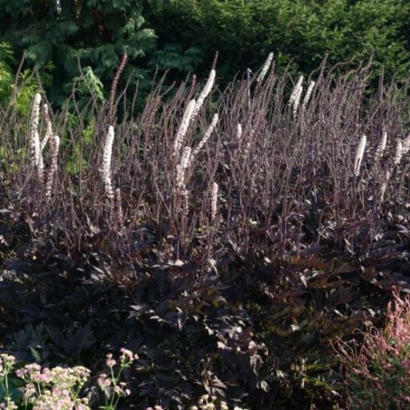 Cimicifuga Simplex Brunette - Blanc
