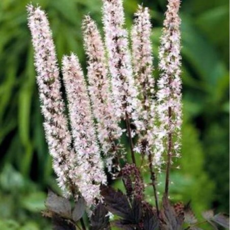 Cimicifuga Simplex Pink Spike - Rose