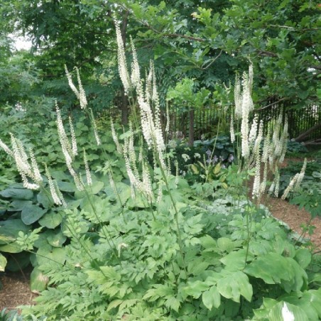 Cimicifuga Simplex White Pearl - Blanc