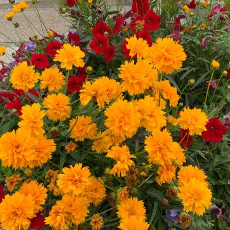 Coreopsis Grandiflora Early Sunrise - Jaune