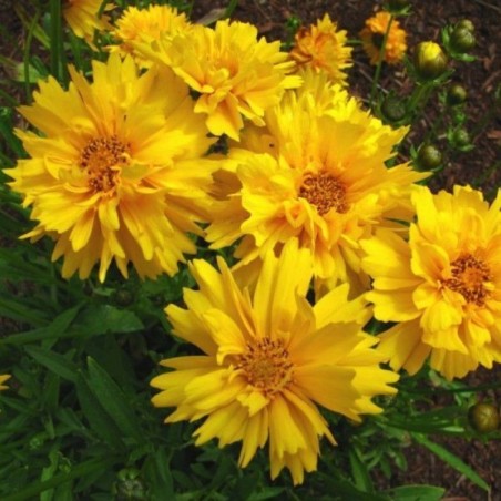 Coreopsis Grandiflora Presto - Jaune
