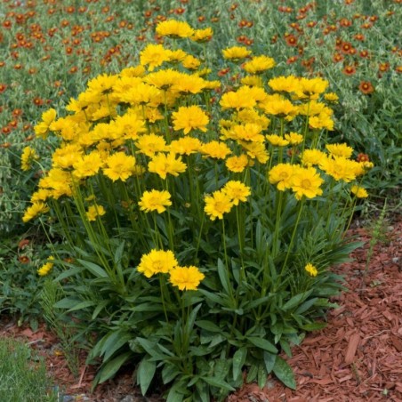 Coreopsis Grandiflora Sonnenkind - Jaune