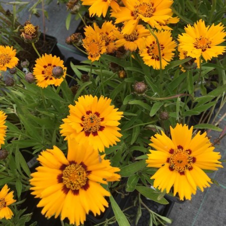 Coreopsis Grandiflora Sunfire - Jaune Et Brun
