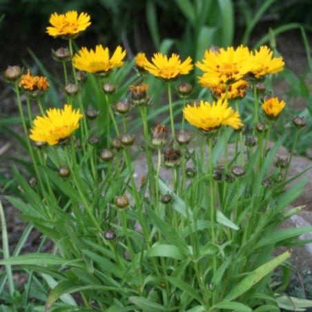 Coreopsis Grandiflora Sunray - Jaune