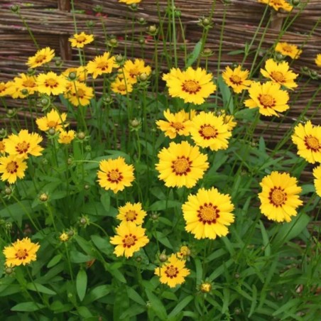 Coreopsis Lanceolata Sterntaler - Jaune Et Brun