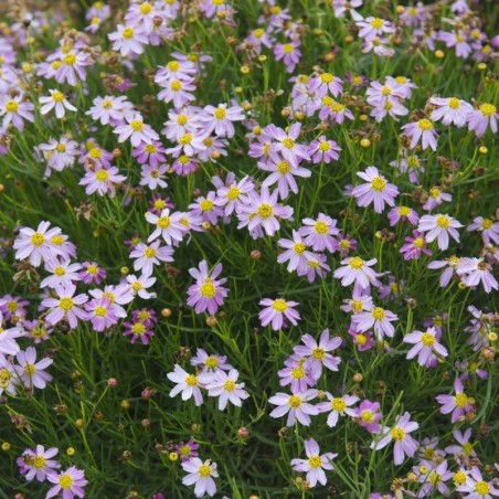 Coreopsis Rosea American Dream - Rose