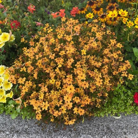 Coreopsis Verticillata  Mango Punch