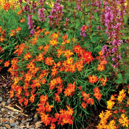 Coreopsis Verticillata  Mango Punch