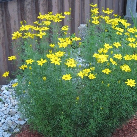 Coreopsis Verticillata Grandiflora - Jaune