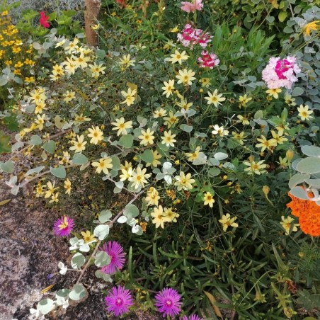 Coreopsis Verticillata Moonbeam - Jaune
