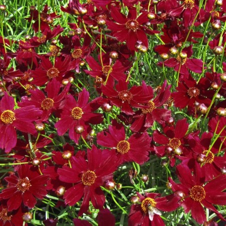Coreopsis Verticillata Ruby Red - Rouge