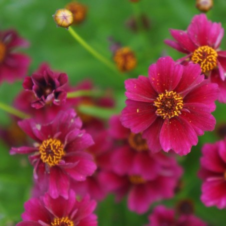Coreopsis Verticillata Twincklebells Purple - Pourpre